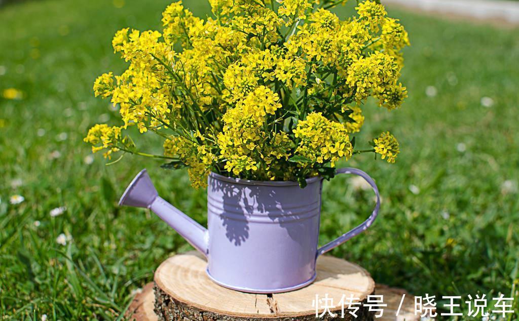 养花7年总结的小经验,希望对你有帮助