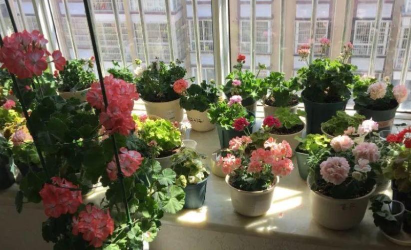 土壤|这些没人要的小东西，一遇上养花人，抢着带回家