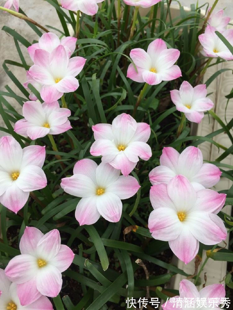 “菊中精品”情人菊,似娇艳情人,美艳优雅,堪称养花必备