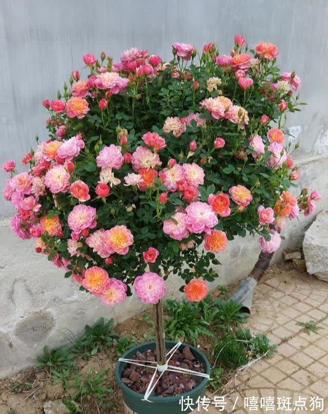 家里有院子，建议种一些能观赏的树，小投入，大收获，划算