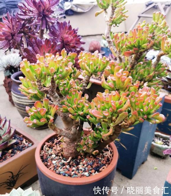朋友种多肉,专用大盆,她说大盆养肉长得快,完全是错误的想法