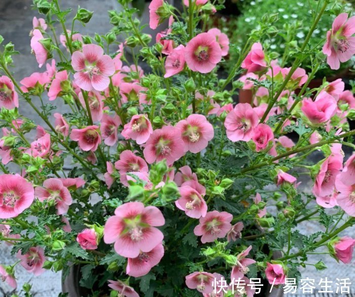 4种花“花期超长”,随便养一种,赏花赏一年,你养了吗