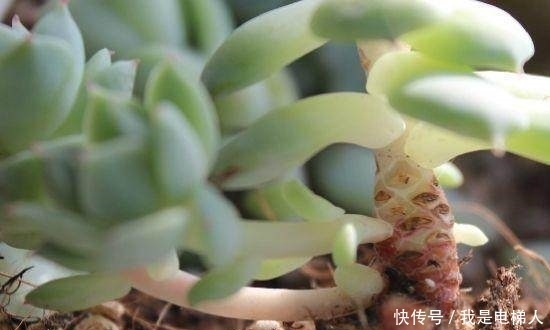 半死不活的多肉植物,只需往盆里加点这个东西,多肉蹭蹭长爆盆