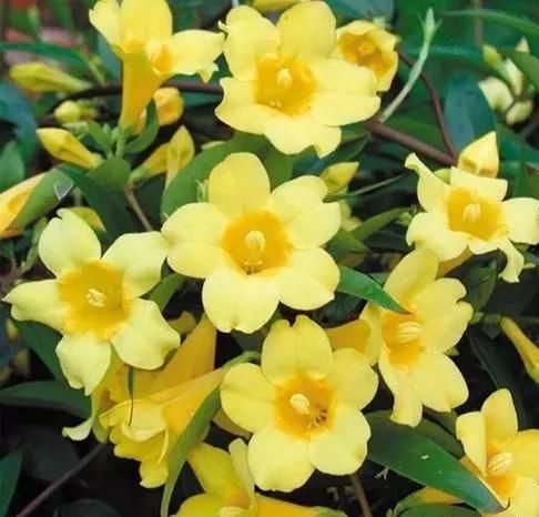 这花极耐寒花开半年，香飘满院，城里人还抢着种，它其实叫断肠草