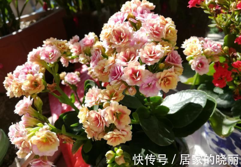 花芽|9月以后，养长寿花少做一件事，才能快速分化花芽，开出满盆花