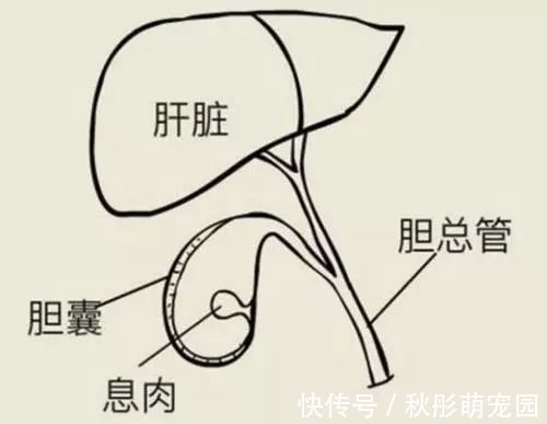 鼻息肉|长大后,它就成了癌!到底要多久?看完这篇,了解息肉的全部