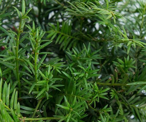 最近家里又多了一员,净化空气的小能手,落地款红豆杉