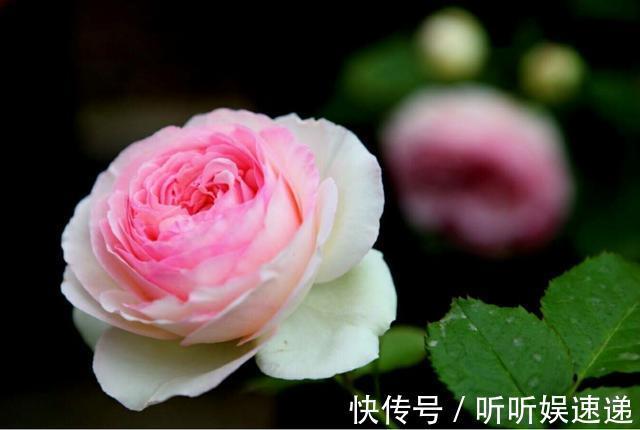 3种花适合家养，开花漂亮花香四溢，家里养一盆，四季都赏花不断