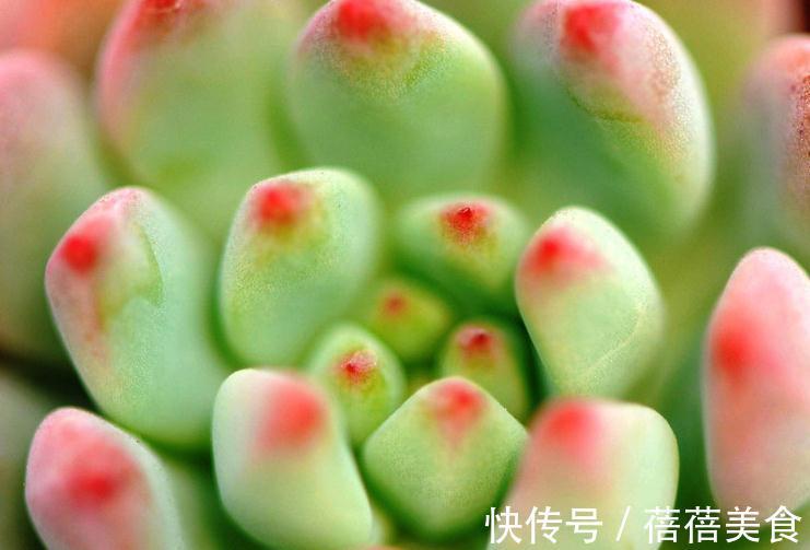 养多肉这样修根上盆,服盆快长得胖,更容易养出状态