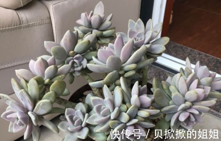 一棵长得很妖娆的多肉冬美人,是随它自然生长还是怎么处理好呢?