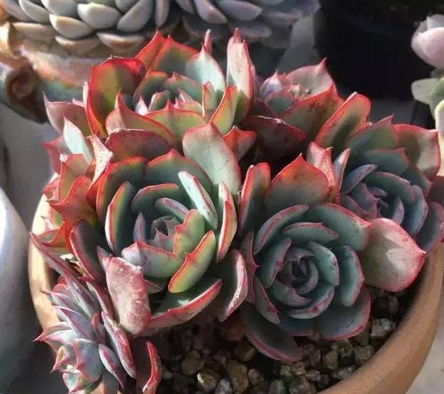  养肉|养肉人的初心：喜欢多肉的这几年，你变了吗？