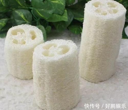 丝瓜络|养花烂根不是大问题!土里埋点它,根须刷刷长满盆,越来越壮实