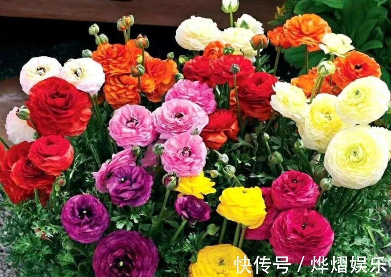 毛茛|家庭养花成片种花毛茛,调剂好这3大因素,一开就一片花