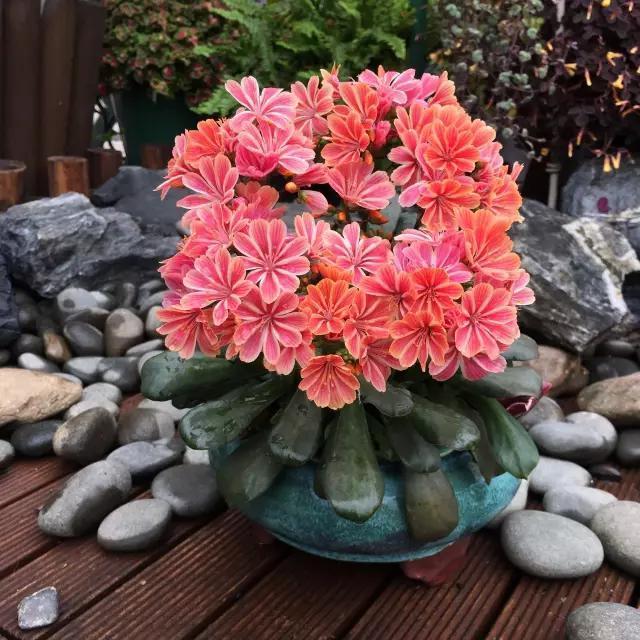 这花像长寿花一样好养，全年不间断的开花，太美了