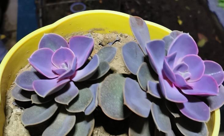 阳台上|多注意这3点,盆栽多肉紫珍珠,夏季茎叶根不化水腐烂