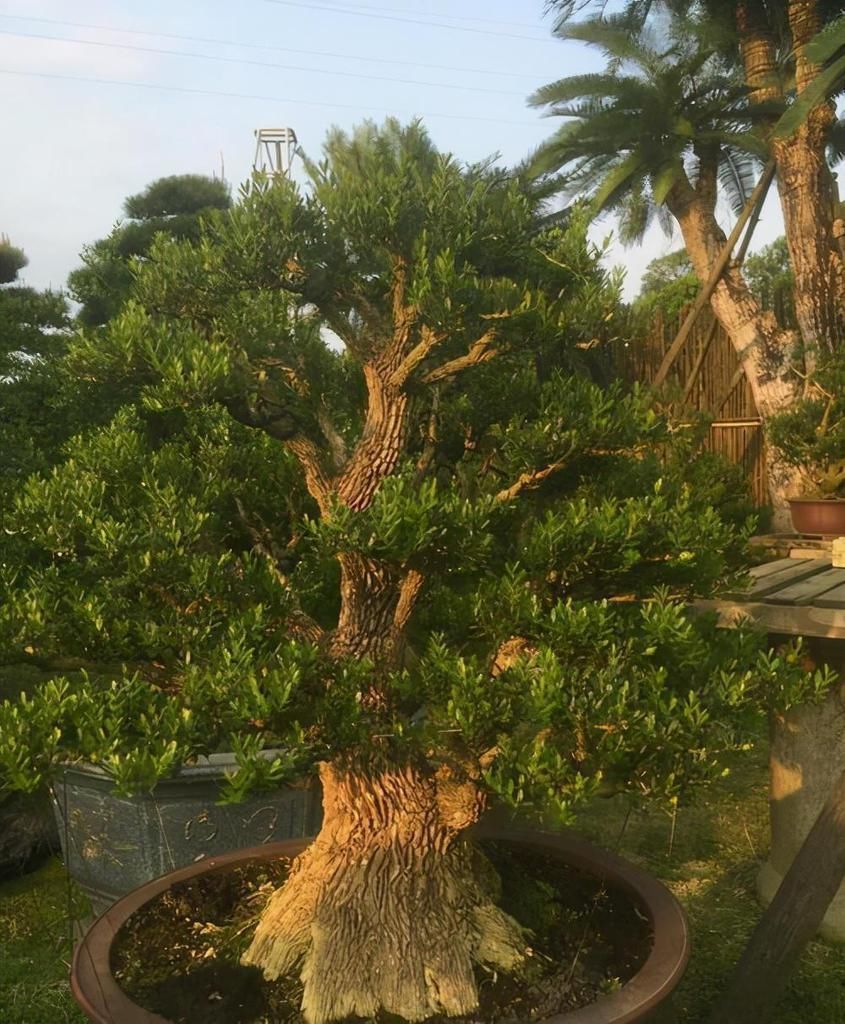 小花|4种农村常见的树墩子,修剪一番变成高价值盆景,观赏性极高