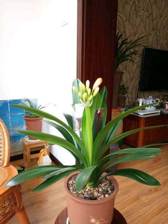 5年君子要兰开花，叶片不对称长一圈，以为养废了，花友说是珍品