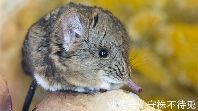 彩虹树|25个冷知识：或许有些不合逻辑，但是经过检验的有趣事实