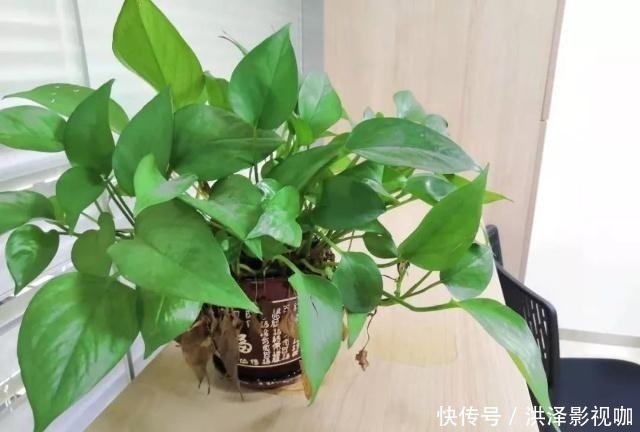 枝条|绿萝长气根“别乱剪”,找对原因“用对肥”,半年长到2米