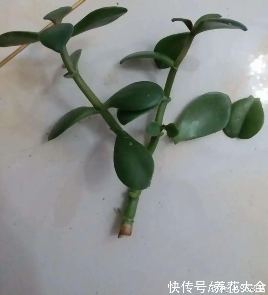 养花大棚倒闭,“贵货花”路边扔了一地,后悔没带个大麻袋