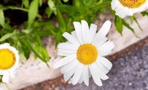 拿“开水”浇花真省事,花草长得旺,还能生花肥钱