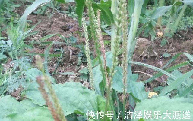 经期|“天然消炎药”，女性没事敞开吃，妇科炎症也许“绕道走”