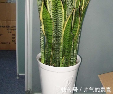 沙漠玫瑰|这三种花最不爱喝水,越是旱它越是轻松长不停,懒人必备