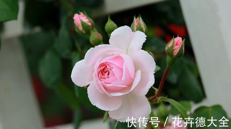 爆盆|月季夏天黑杆不用担心,可能3点没有做好,改变养护入秋就爆盆