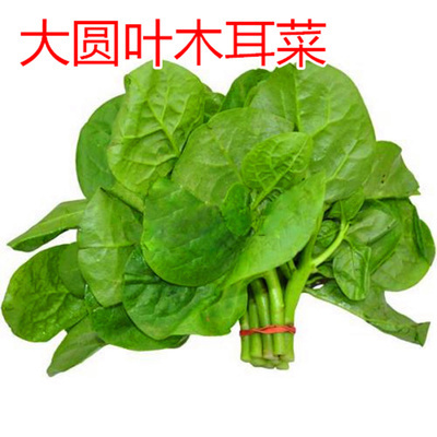 蒜蓉木耳菜|夏天的蔬菜之王，全身都是宝，美味吃法介绍给你