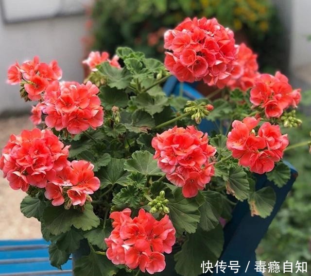 9月前后，这花必须剪一剪，不然明年没花看！