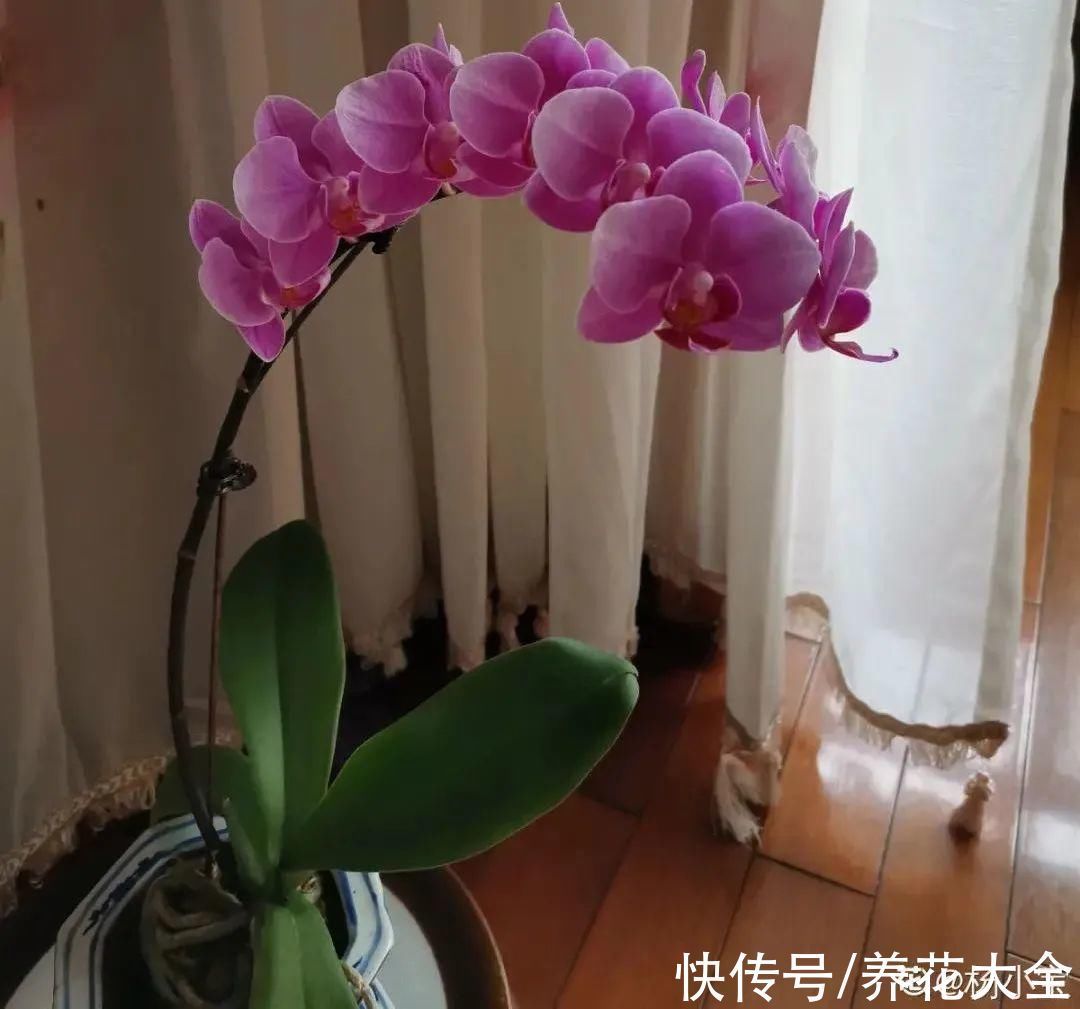 红火好养的“喜庆花”,现在买不吃亏,下个月价格翻两倍