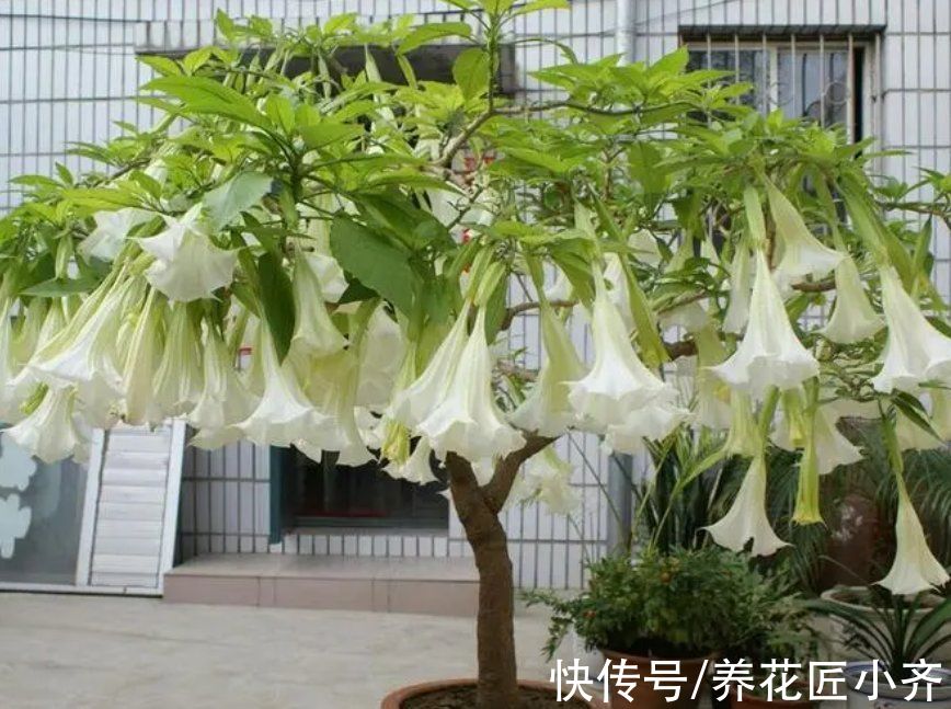 9种“有毒”花，家中很常见，光看别动它，不然很“麻烦”