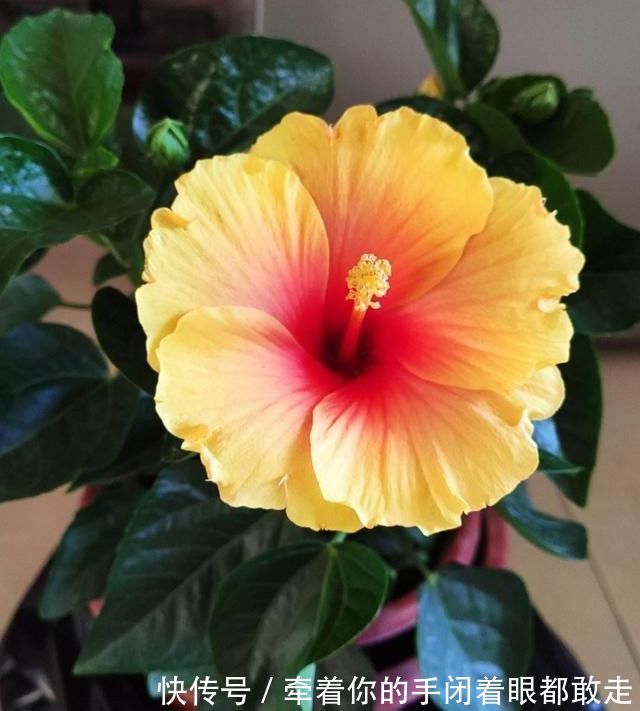 扶桑花|4种“花长寿”，一开花一整年，365天不间断，养一盆老划算
