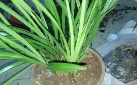 兰花怎么换盆,掌握6点不愁换盆