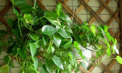 这2样植物就是“天生的水桶”,越浇水枝叶长得越旺盛!