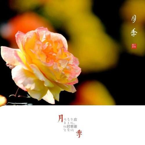 万物生长|花花世界，把五月的快乐托付给月季