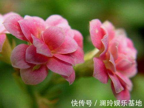 植物|适合冬天养的植物，好养易打理，长得快，枝繁叶茂开花多