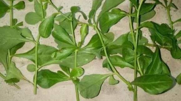 五种漂亮的花,可以趁热天繁殖小苗,温度高更利于生根