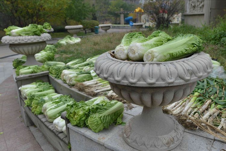 腌东北酸菜，不要直接抹盐，谨记3个诀窍，酸爽脆嫩，不会发霉