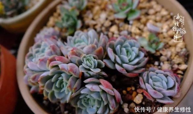 冬季,属于多肉的季节!养多肉的你喜欢冬天吗!