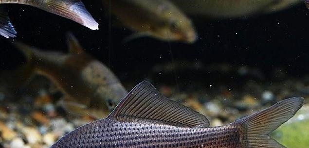 这种鱼种肉质鲜嫩,营养价值与600元一斤的价格配得上!