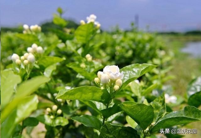 茉莉|茉莉花如何开花多不黄叶简单一招，从夏季爆开到深秋