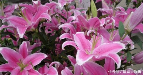 用来浇花|养花不开花,啥都不用学,就会用这些水浇花