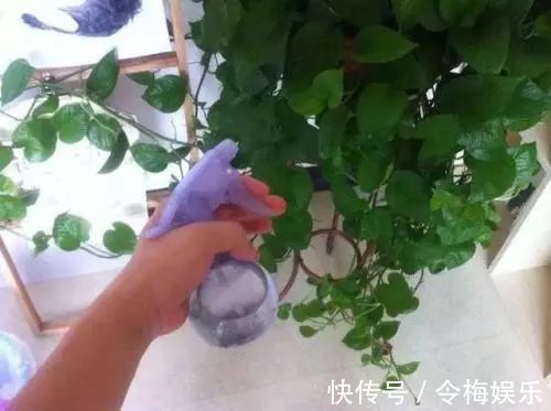 花儿|“养花杀手”通常都有的几个臭毛病,难怪养啥死啥,新手要留心了