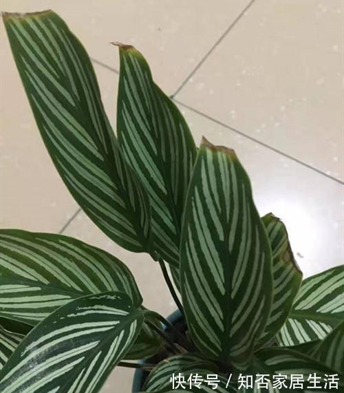 竹芋叶子干尖是什么问题，该怎么养护，注意什么
