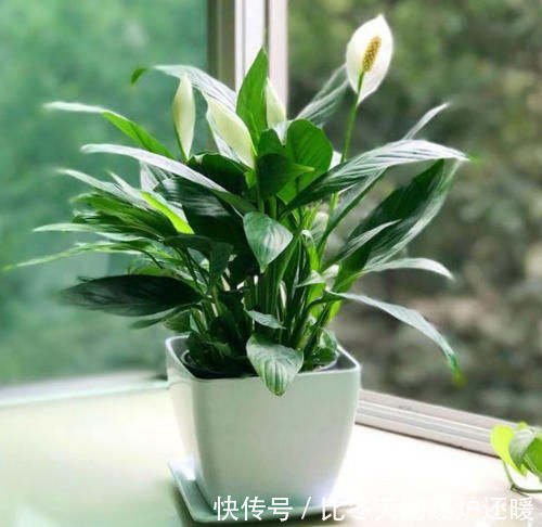 盆栽|室内养什么植物“风水”好?此6种盆栽,人养花,花亦养人