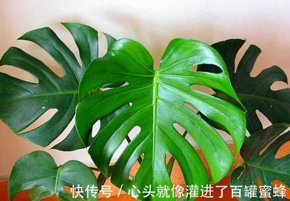 4种寓意好、颜值高的花卉,观赏价值高,懂花的人都会养