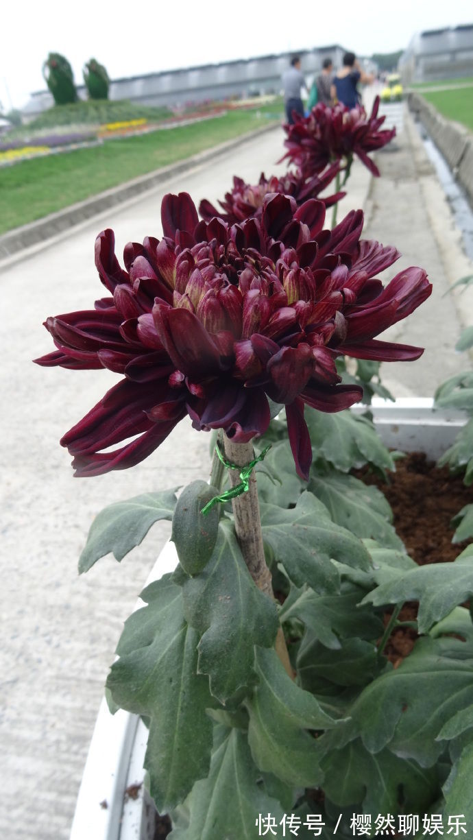 喜欢菊花，就养盆“五大名菊”墨荷，花似墨色荷花，高贵典雅