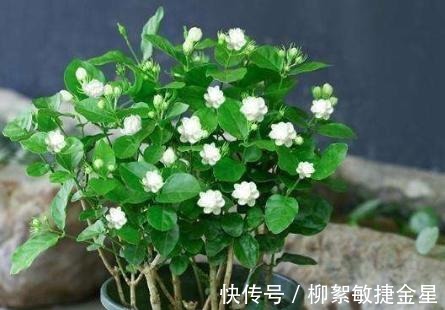 回家|现在逛花市遇到这五种花，转头就走不要买！买回家也养不活！