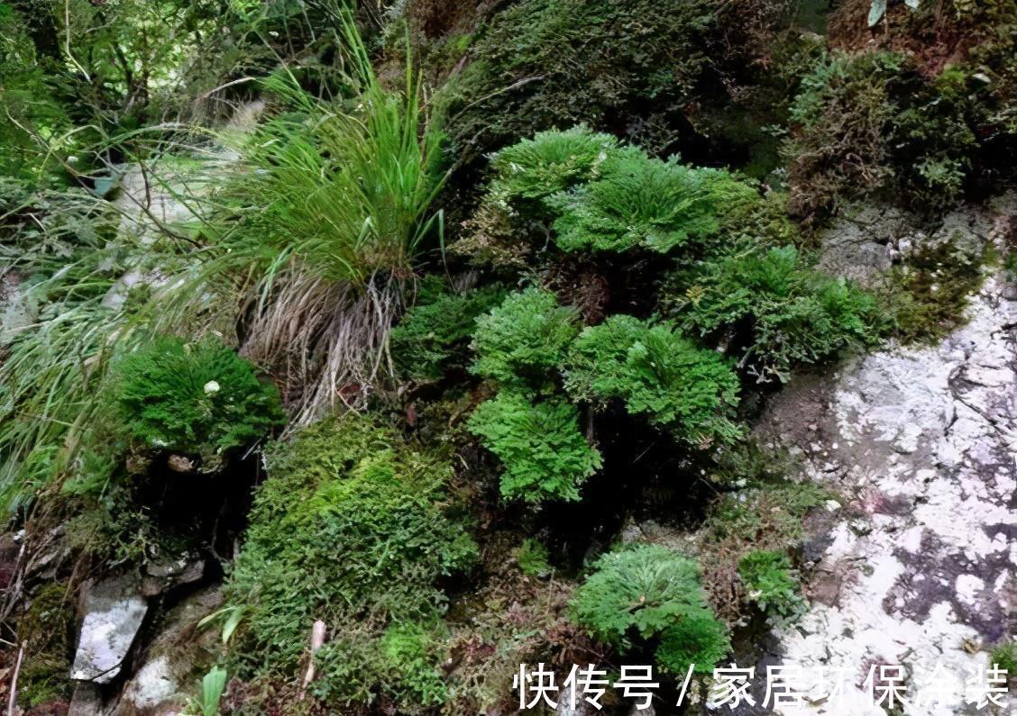九死还魂草|野外山坡上再看见这种植物，别挖了，数量已经不允许